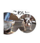 French bulldog StickerThe name is Umi.（個別スタンプ：10）
