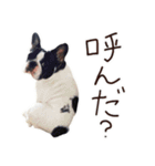 French bulldog StickerThe name is Umi.（個別スタンプ：11）