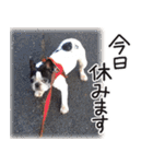 French bulldog StickerThe name is Umi.（個別スタンプ：13）