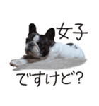 French bulldog StickerThe name is Umi.（個別スタンプ：14）