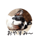 French bulldog StickerThe name is Umi.（個別スタンプ：15）