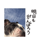 French bulldog StickerThe name is Umi.（個別スタンプ：16）