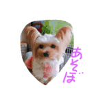みかちゃんちのワンコ達（個別スタンプ：3）