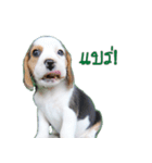 Nimo Beagle（個別スタンプ：1）