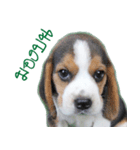 Nimo Beagle（個別スタンプ：5）