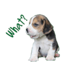 Nimo Beagle（個別スタンプ：8）