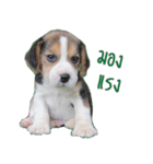 Nimo Beagle（個別スタンプ：10）