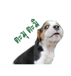 Nimo Beagle（個別スタンプ：13）