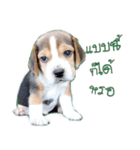 Nimo Beagle（個別スタンプ：20）