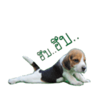 Nimo Beagle（個別スタンプ：25）