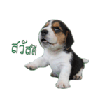 Nimo Beagle（個別スタンプ：28）