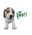 Nimo Beagle（個別スタンプ：37）