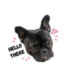 sumo the french bulldog（個別スタンプ：1）