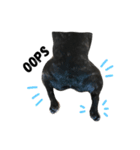 sumo the french bulldog（個別スタンプ：4）