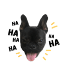 sumo the french bulldog（個別スタンプ：5）