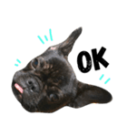 sumo the french bulldog（個別スタンプ：6）