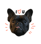 sumo the french bulldog（個別スタンプ：8）