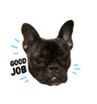 sumo the french bulldog（個別スタンプ：9）