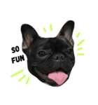 sumo the french bulldog（個別スタンプ：10）