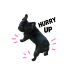 sumo the french bulldog（個別スタンプ：11）