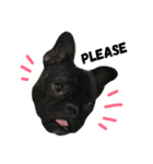 sumo the french bulldog（個別スタンプ：12）