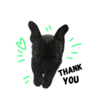 sumo the french bulldog（個別スタンプ：13）
