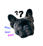 sumo the french bulldog（個別スタンプ：14）