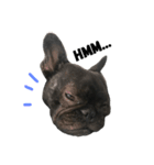sumo the french bulldog（個別スタンプ：15）