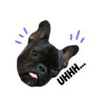 sumo the french bulldog（個別スタンプ：16）