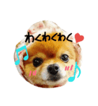 Pompom Komickey 2（個別スタンプ：10）