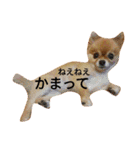 Pompom Komickey 2（個別スタンプ：14）