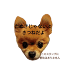 Pompom Komickey 2（個別スタンプ：16）