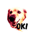 愛犬マツコの大冒険（個別スタンプ：4）