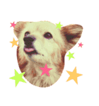 愛犬マツコの大冒険（個別スタンプ：22）