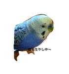 セキセイインコのぴーちゃん（個別スタンプ：1）