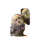 セキセイインコのぴーちゃん（個別スタンプ：3）