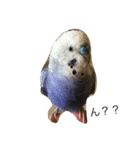 セキセイインコのぴーちゃん（個別スタンプ：4）