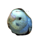 セキセイインコのぴーちゃん（個別スタンプ：8）