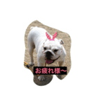 真面目なブルドッグ（個別スタンプ：1）