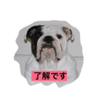真面目なブルドッグ（個別スタンプ：2）