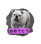 真面目なブルドッグ（個別スタンプ：3）