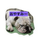 真面目なブルドッグ（個別スタンプ：5）