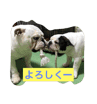 真面目なブルドッグ（個別スタンプ：6）
