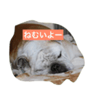 真面目なブルドッグ（個別スタンプ：7）