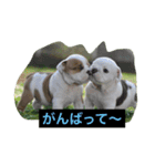 真面目なブルドッグ（個別スタンプ：10）