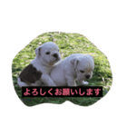 真面目なブルドッグ（個別スタンプ：11）