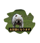 真面目なブルドッグ（個別スタンプ：12）