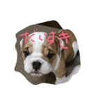 真面目なブルドッグ（個別スタンプ：13）