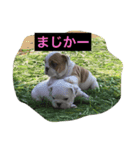 真面目なブルドッグ（個別スタンプ：14）