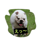 真面目なブルドッグ（個別スタンプ：16）